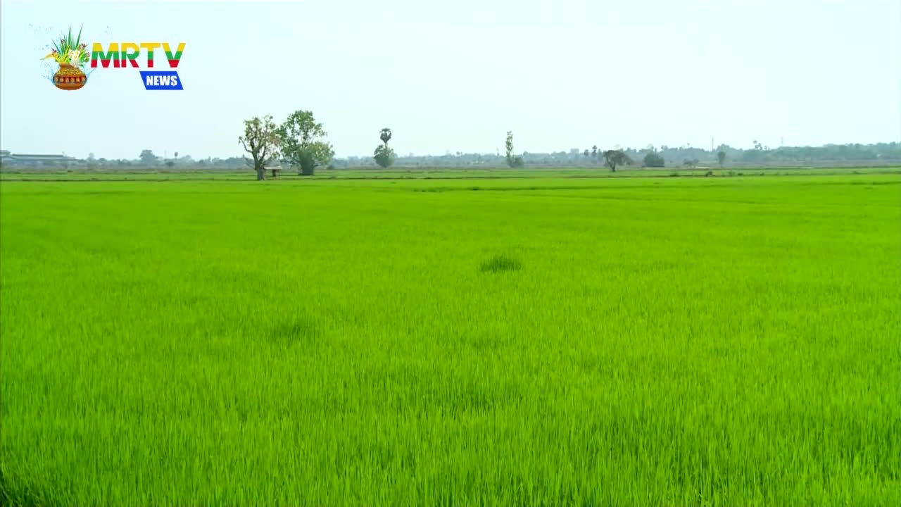 ဆန်၊ စပါးကို ပြည်ပဈေးကွက်များမှ တောင်းဆိုနေသည့် ဆန်၊ စပါး အမျိုးအစ...
