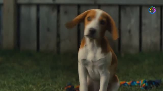 A Dog's Journey