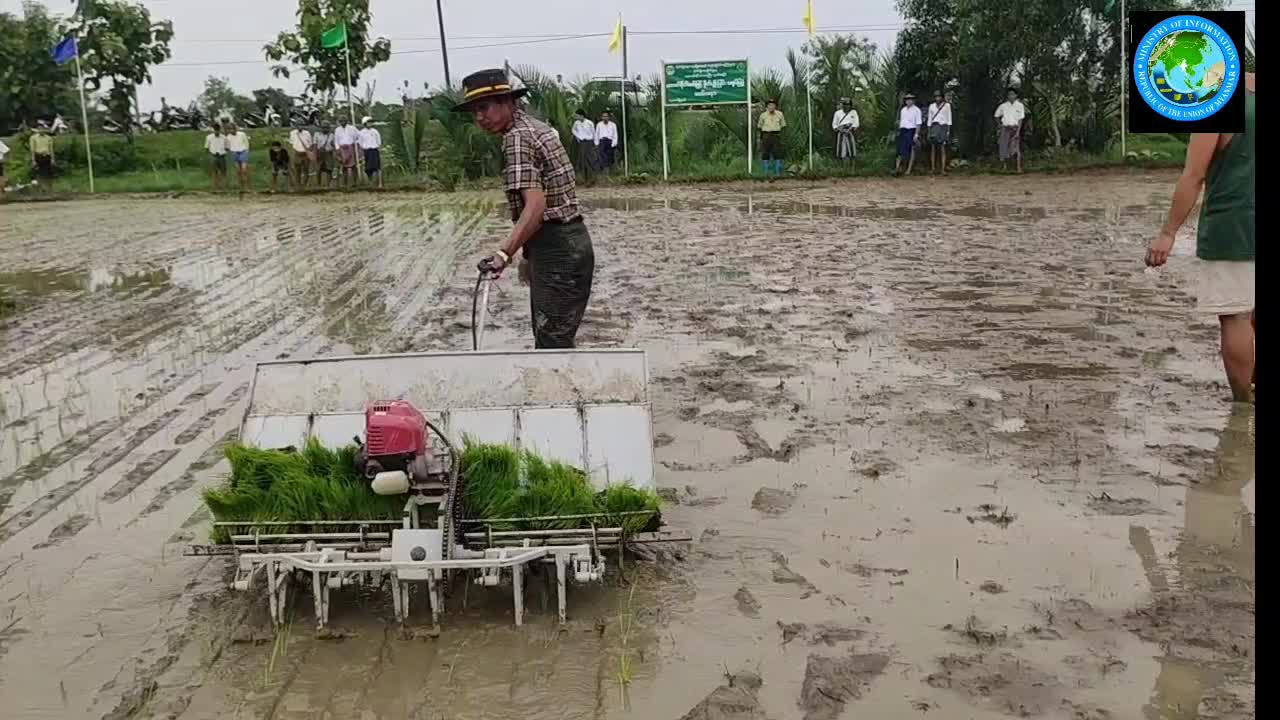 ငပုတောမြို့နယ်လိပ်ချောင်းကျေးရွာအုပ်စုတွင် လက်ဆွဲကောက်စိုက်စက်ဖ...