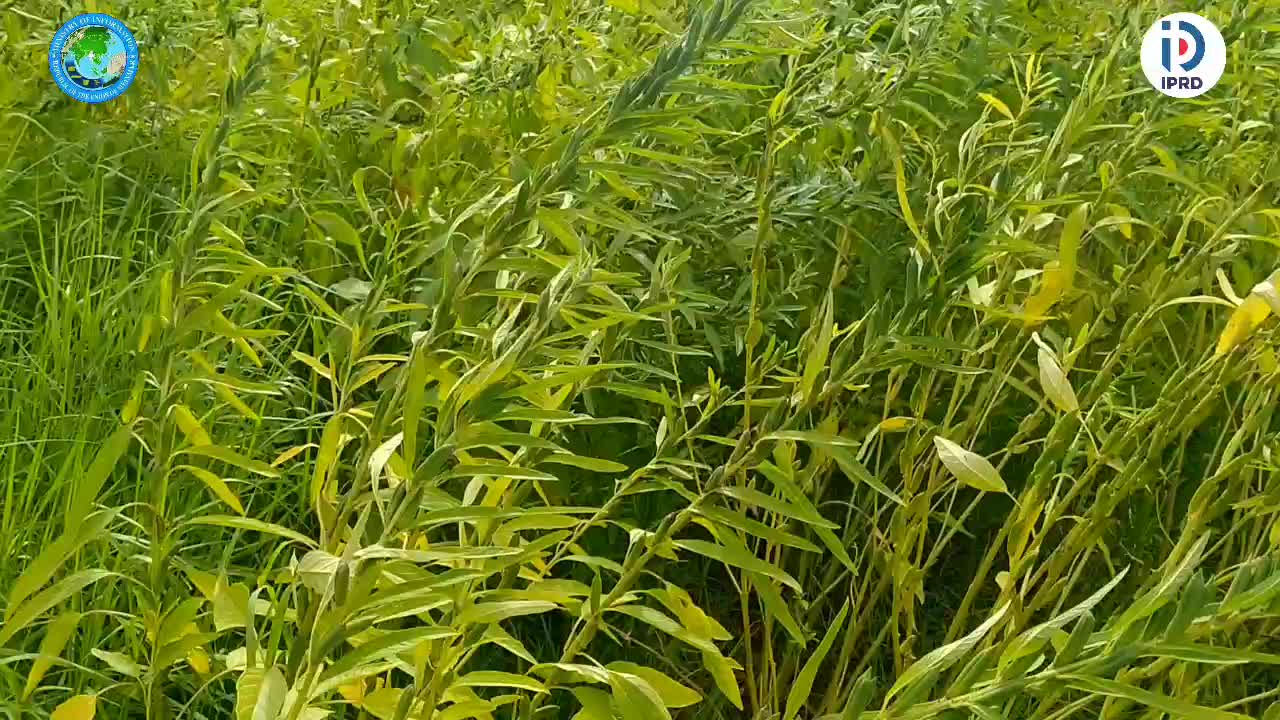 ဇမ္ဗူသီရိမြို့နယ်တွင် နွေနှမ်းများ အထွက်နှုန်းကောင်းမွန်