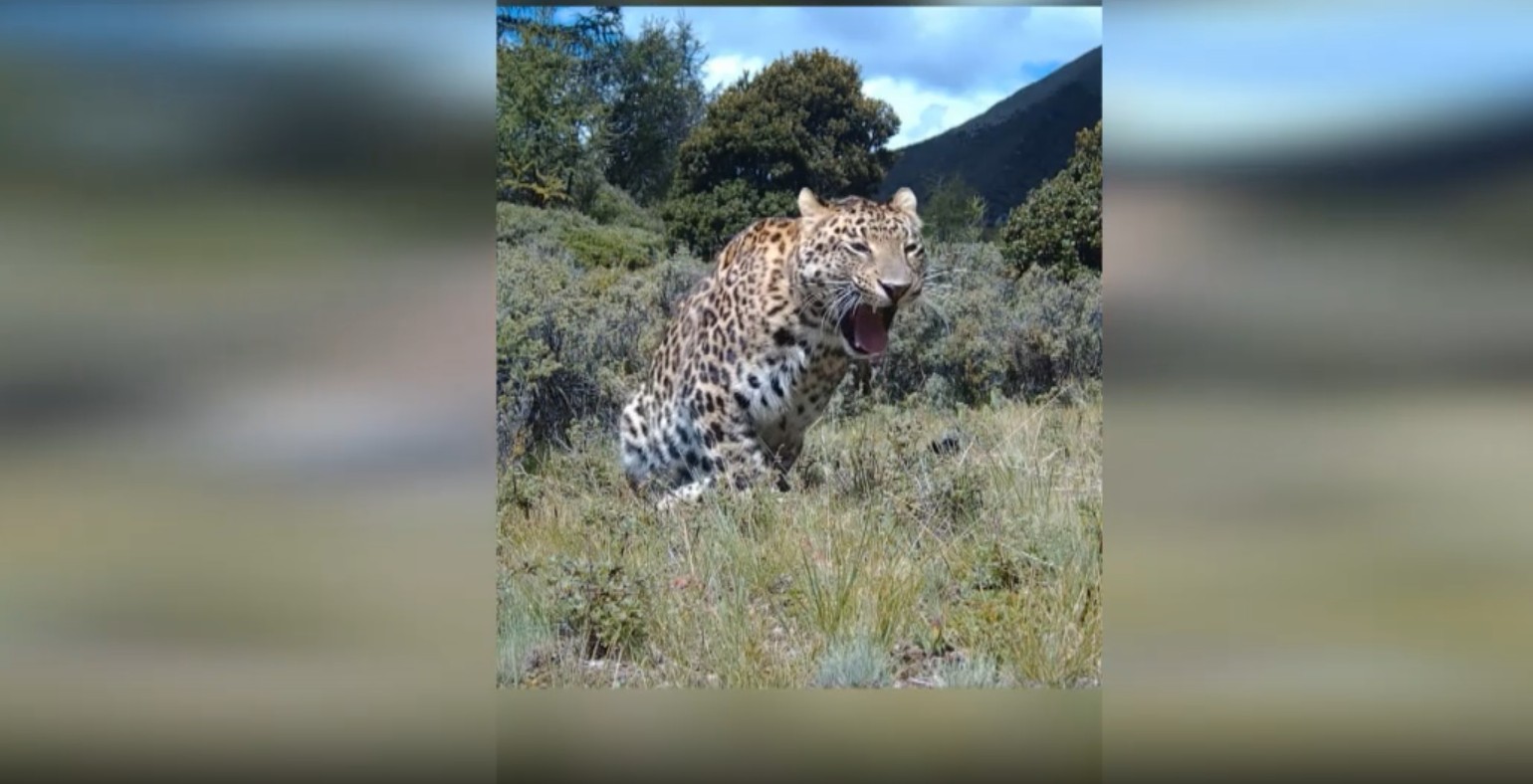 တရုတ်နိုင်ငံတွင် ရှားပါးကျားသစ်တစ်ကောင်ကို မှတ်တမ်းတင်နိုင်ခဲ့