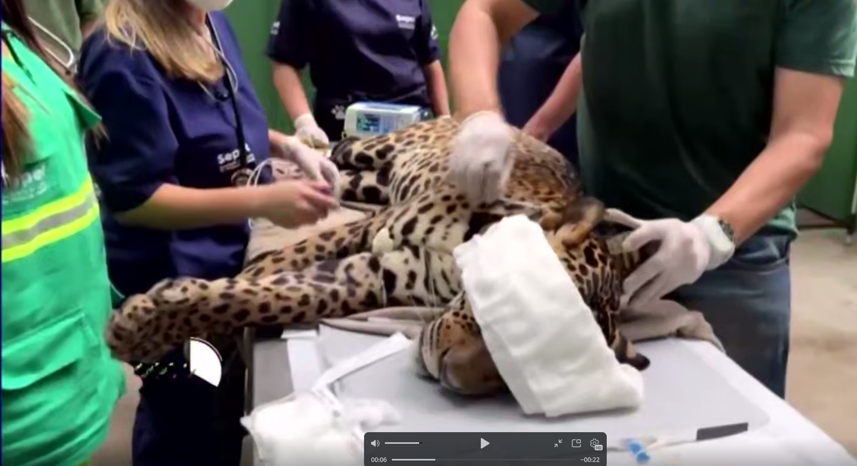 Brazil:  Injured   jaguar   rescued