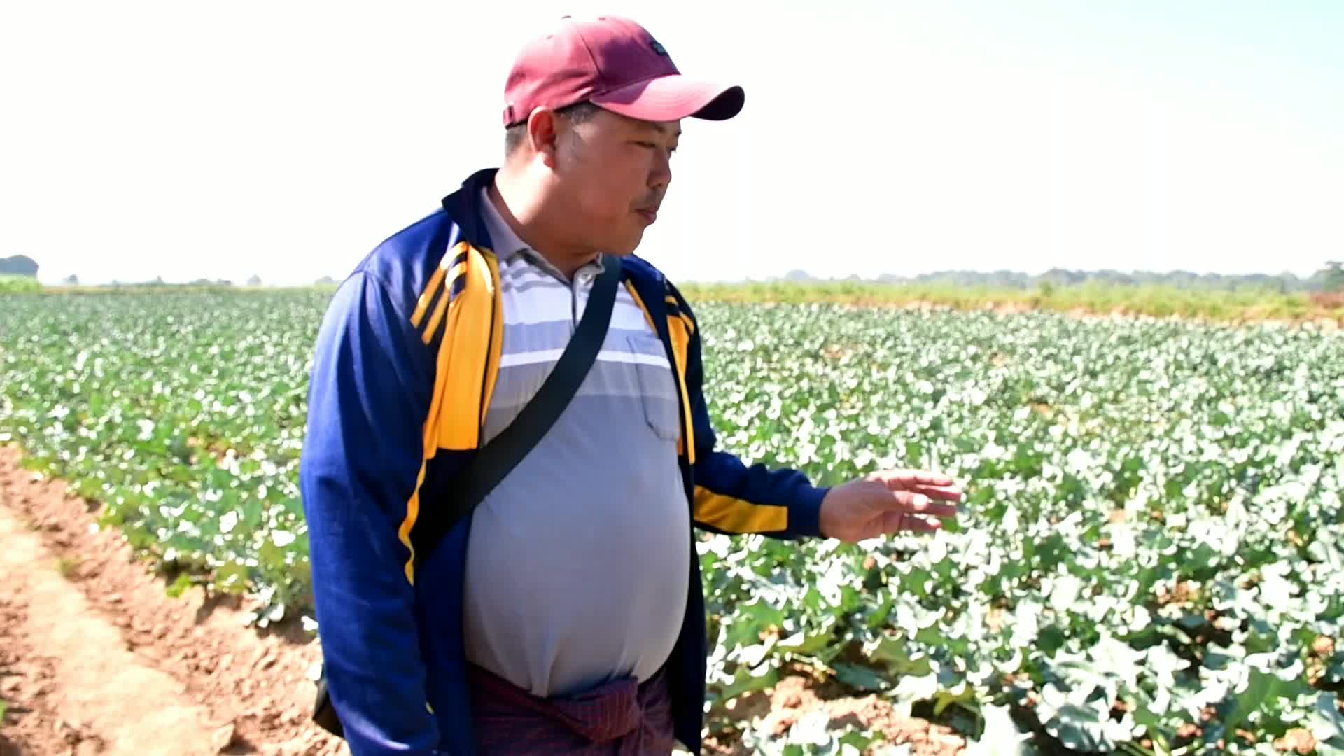 တပ်ကုန်းမြို့နယ်၌ ဆောင်းရာသီတွင် ပန်းမုန်လာစိမ်း(နယူးဂရင်း) စိုက်