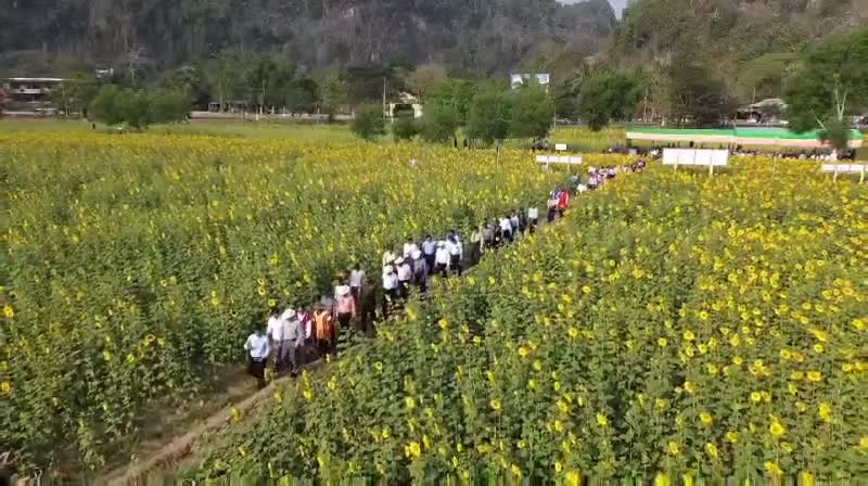 ကရင်ပြည်နယ်ဝန်ကြီးချုပ်ဦးစောမြင့်ဦး ဆောင်းနေကြာသီးနှံကွင်းသရု...