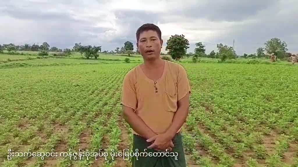 တန်ဖိုးနည်း သဘာဝမြေဩဇာအရည် (ငါးအမိုင်နို) မိုးမြေပဲစိုက်ခင်းများတ...
