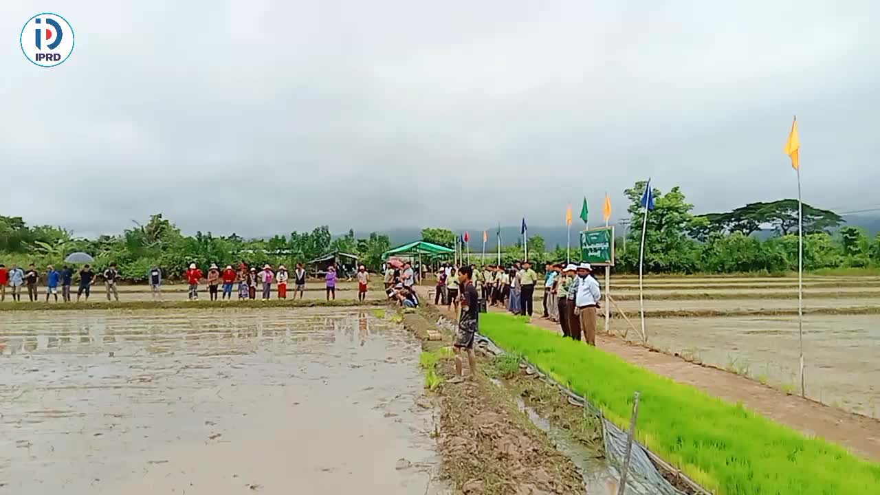မိုင်းယောင်းမြို့၌ လက်စွဲကောက်စိုက်စက်ဖြင့် မိုးစပါး စိုက်ပျိုးပ...