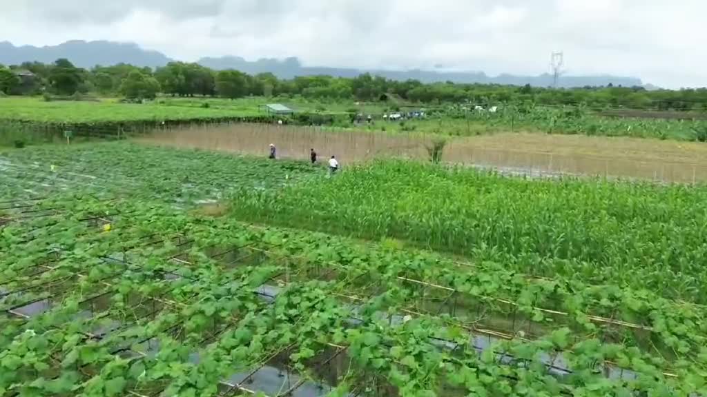 ကရင်ပြည်နယ်၀န်ကြီးချုပ်ဦးစောမြင့်ဦးဒေသတွင်းစိုက်ပျိုးမွေးမြူရေ...